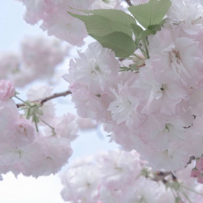 阜阳FurryQQ群介绍